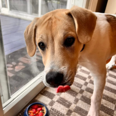 Silicone Dog Licking Cup – Slow Feeder & Anti-Bite Toy