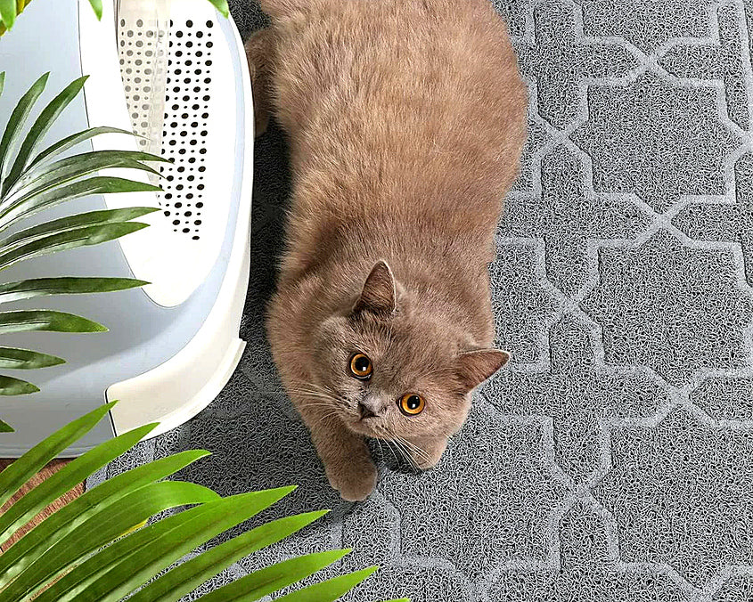 Clean Paws Litter Mat