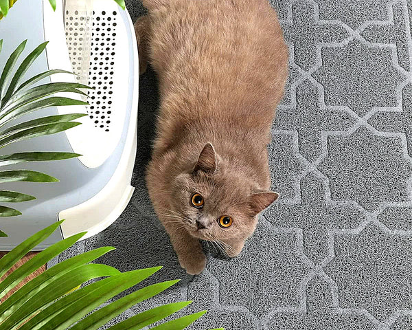 Clean Paws Litter Mat